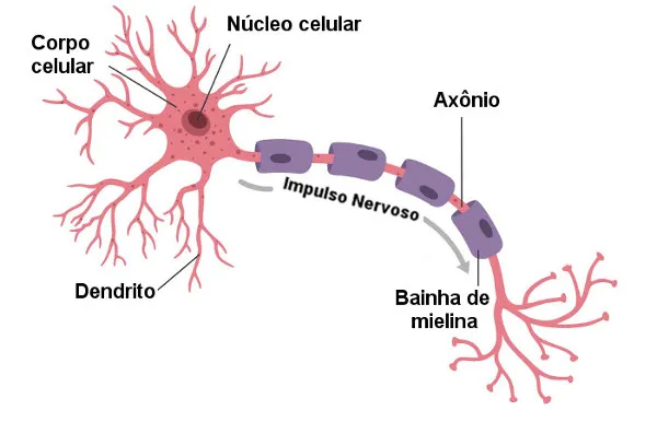 Partes de um neuronio